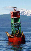 seals_on_buoy