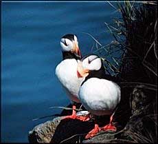 puffins