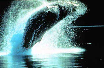 humpback_whale