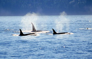 orcas